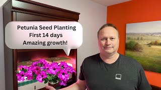 Revealed How to Grow Petunias in Record Time [upl. by Tilly]