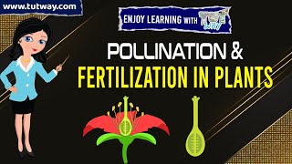 Pollination amp Fertilization in Plants Process of Pollination and Fertilisation in Plants  Science [upl. by Malaspina683]