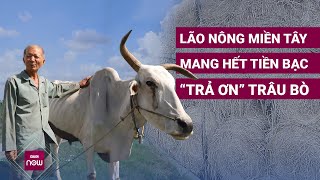 Kỳ lạ lão nông miền Tây hơn 20 năm giải cứu trâu bò khỏi lò mổ để “đền ơn”  VTC Now [upl. by Aekim851]