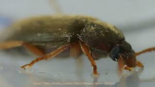 Exploring Darkling Beetles video 2 Under a Microscope [upl. by Adrell]