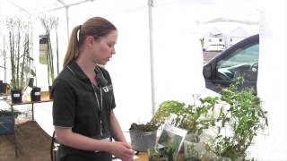 Pulse School  Root Rot amp Yellowing in Peas [upl. by Namolos]