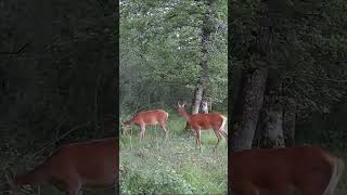 les sœurs jumelles 😍 wildlife nature animals animaux biche [upl. by Amar]