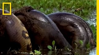 Anaconda vs Mammal  National Geographic [upl. by Alrats]