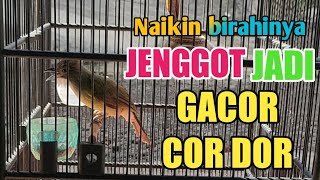 CARA NAIKAN BIRAHI BURUNG CUCAK JENGGOT AGAR BUNYI GACOR [upl. by Alius226]