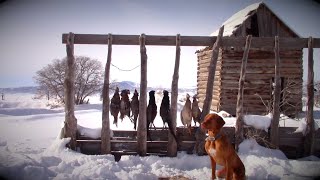 Pheasant Hunting With a Vizsla [upl. by Quarta]