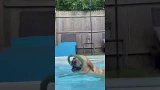 Yellow lab loves swimming in his pool [upl. by Nadirehs]