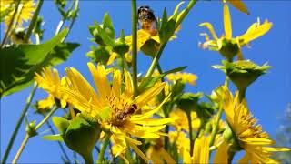 Durchwachsene Silphie Silphium perfoliatum L [upl. by Anthe]