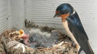 Baby Barn Swallows  Day 4 [upl. by Tneciv865]