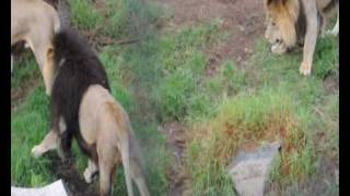 Lion fight Four male lions fight at Melbourne Zoo [upl. by Wordoow]