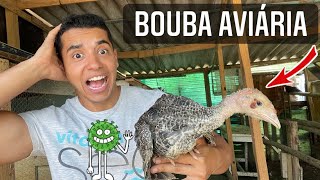 Bouba aviaria  vacinando e tratando  Aves Recriar [upl. by Nefets]