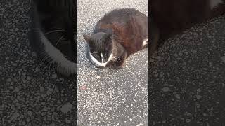 Un petit chat de rue pourtoi cat catvideos chien chaton animals [upl. by Lytsyrk]