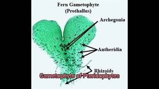 Gametophyte of Pteridophytes prothallus biology biology botany pteridophytes plantkingdom [upl. by Nihi]