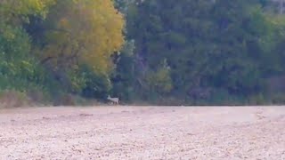 200 Yard Shot at 9 Point Buck for the 2024 Youth Hunt [upl. by Marston]