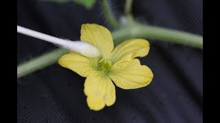 How To Hand Pollinate Watermelon Flowers [upl. by Siletotsira]