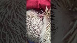 Super sleepy mommy Annoying babies cute hedgehoglover animalpictures hedgehog pets [upl. by Nnylkoorb]