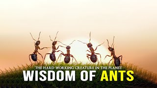 Wisdom Of The Ants  Best Motivational Video [upl. by Leodora]