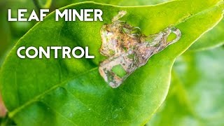 Organic Leaf Miner Control on citrus and other plants [upl. by Vaclav]