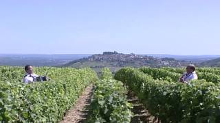 Vendanges en Sancerrois par l Orchestre Dominique et Stéphanie FLOQUET [upl. by Ostap]