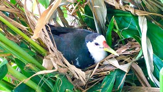 Many Eggs Receive Care From Mother Bird 1 – Whitebreasted Waterhen Enhanced Nest Greatly E261 [upl. by Merriott]