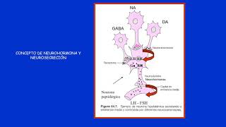 Endocrinología Generalidades Video 1 parte [upl. by Hailat]