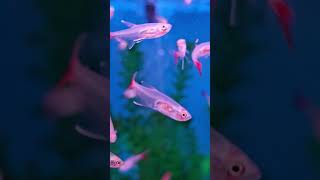 Glass Bloodfin Tetras 👻 [upl. by Ytsirhc388]