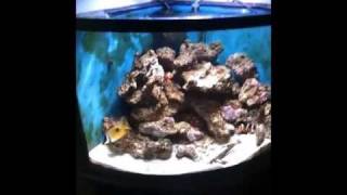 How to Introduce Zoanthids to a reef tank [upl. by Grier]