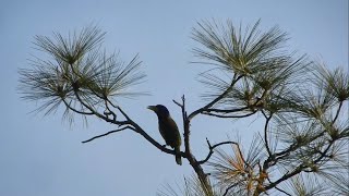 Great Barbet Call  Himachal Pradesh India [upl. by Ginder]