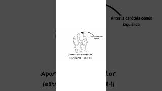 Aparato cardiovascular ❤ estructura y funciones básicas exani2024 umsnh anatomia [upl. by Betty]