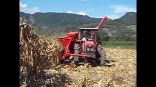 Massey Fergunson 255 colhendo milho com a Jumil 360 [upl. by Aniat]