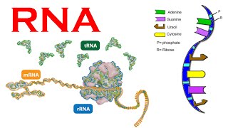 RNA structure and synthesis and types [upl. by Oizirbaf955]