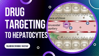 Drug targeting to hepatocytes pharmaceutical technology research and development  UBC Li Lab [upl. by Robins]