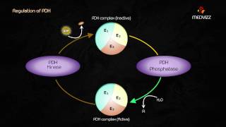 Pyruvate Dehydrogenase Complex  Dr G Bhanu prakash  Biochemistry Highyield Usmle step 1 lecture [upl. by Ayhtak]