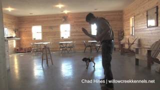 Step 1  Puppy Training  Target Training Using Positive Reinforcement [upl. by Florine]