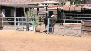 Horse Handling Tip 2 TurnOut [upl. by Anan22]