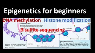 Epigenetics DNA methylation  Histone Modifications Bisulfite sequencing Genetics for beginners [upl. by Patric535]