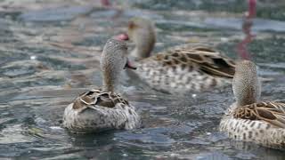 Kapente Cape Teal  Anas Capensis at Slimbridge Wetland Centre  UK 00007 [upl. by Harday]