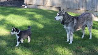 Siberian Husky Puppies For Sale [upl. by Romilda]