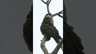 Maracanã pequena birds observacaodeavesaves [upl. by Aihtnamas]