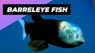 Barreleye Fish 🐟 A Creature With A Transparent Head [upl. by Razec451]