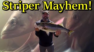 Striped Bass Fishing Miramichi River NB with Ben amp Tyler Part 2Underwater Views fishing fish [upl. by Nicolau381]