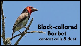 BLACKCOLLARED BARBET calls  contact call and duet [upl. by Amsab487]