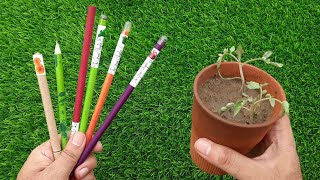 SEED PENCILS  Plantable  How to Propagate a Pencil Plant [upl. by Leventis]