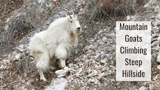 Mountain Goats Climbing Steep Mountain Hillside  Wonderful Wyoming Wildlife [upl. by Dael]