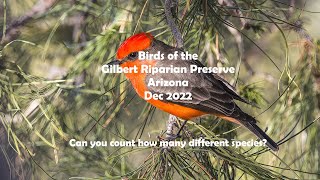 Birds of the Gilbert Riparian Preserve [upl. by Adiol409]