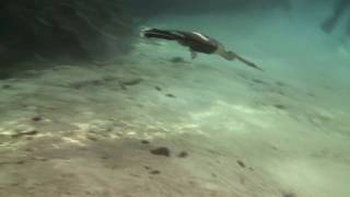 Anhinga and Cormorant swimming underwater [upl. by Atirac]