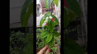 plant name video choodandiSugusGreenery [upl. by Irol]