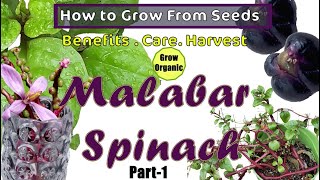 How to Grow Malabar Spinach From Seeds SUPERFOOD Poi Saag Basella Rubra [upl. by Ahsienor]