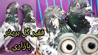 Fakeer gul kabutar pigeonpigeon kabootarbazikeraazoramooz [upl. by Oirobil]