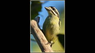 Yellow rumped Tinkerbird duet [upl. by Berner]