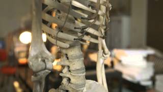 Your Aching Back — HHMI BioInteractive Video [upl. by Sturdivant]